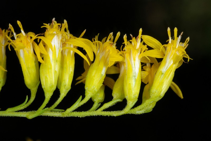 Anisescented Goldenrod photo 6