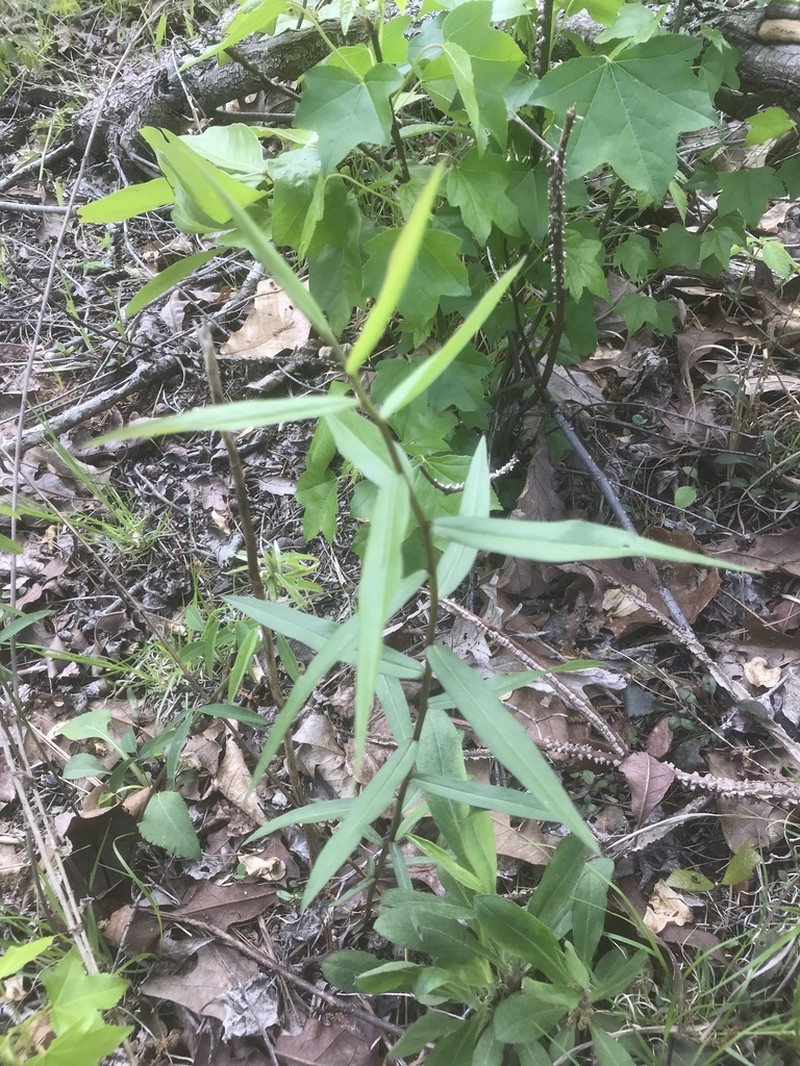 Anisescented Goldenrod photo 7