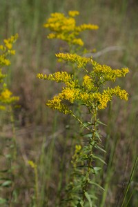 Anisescented Goldenrod