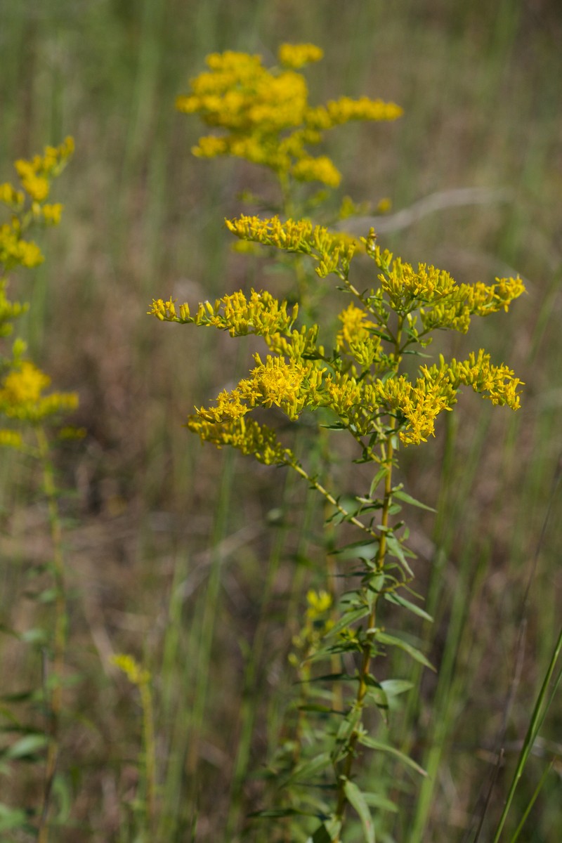 Anisescented Goldenrod