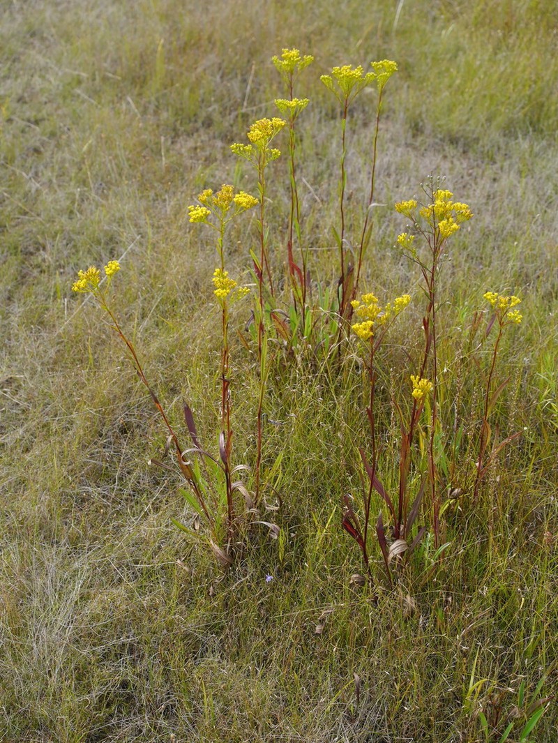 Ohio Goldenrod photo 3