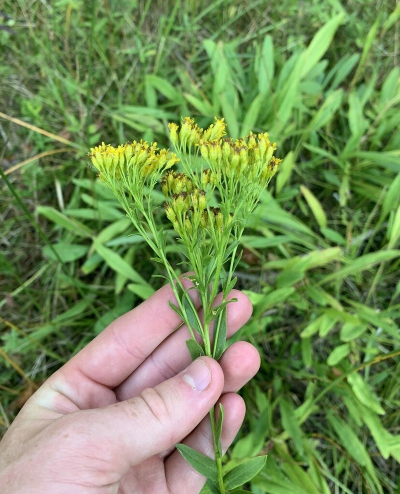 Ohio Goldenrod photo 4