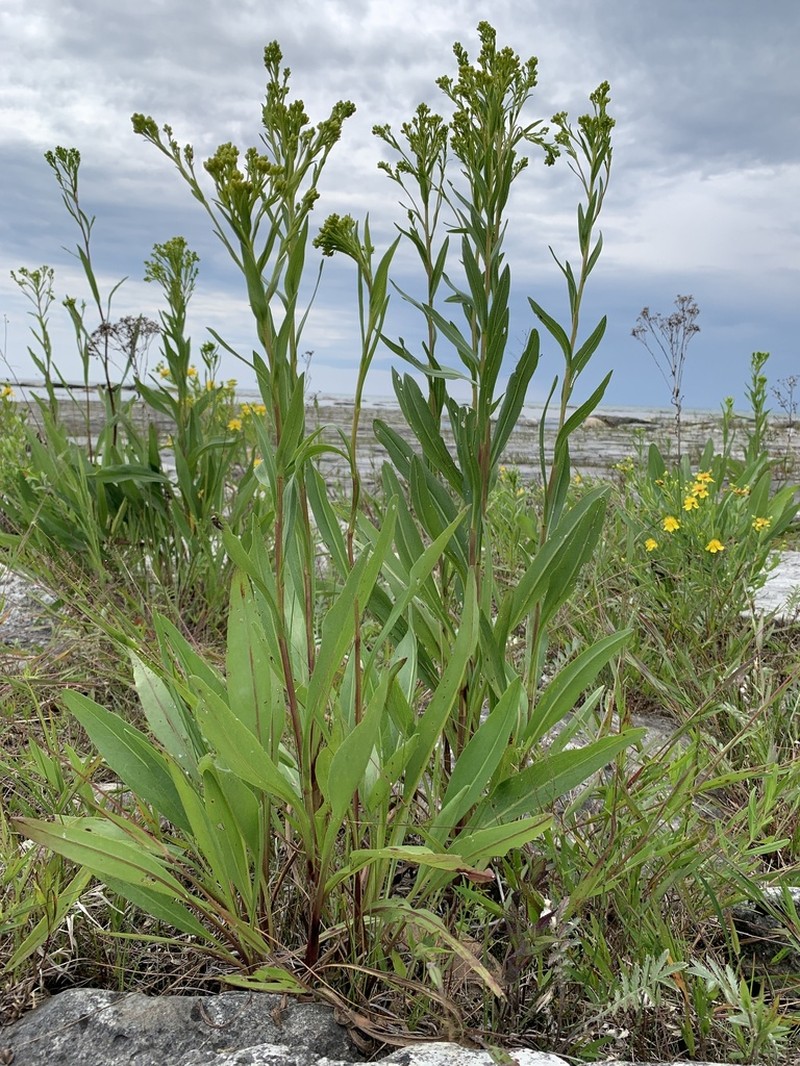 Ohio Goldenrod photo 6