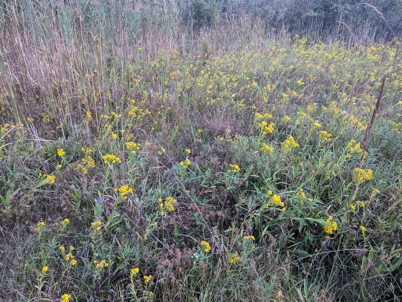 Ohio Goldenrod photo 7