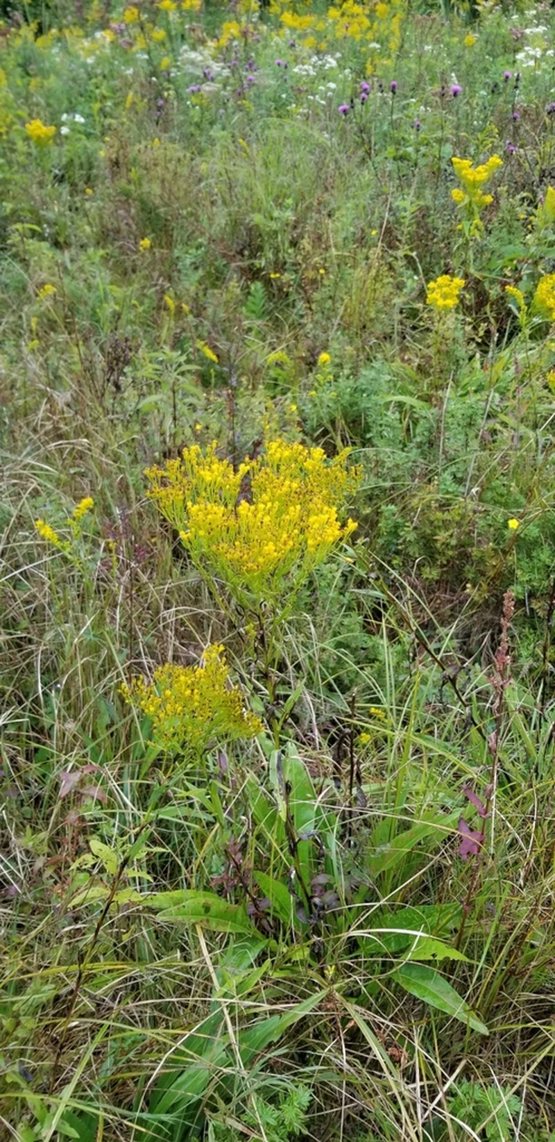 Ohio Goldenrod photo 8
