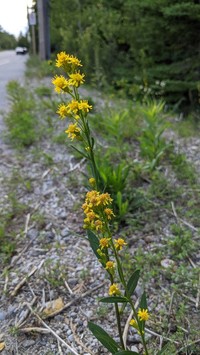 Solidago ontarioensis