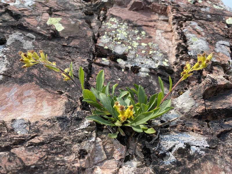 Solidago ontarioensis photo 2