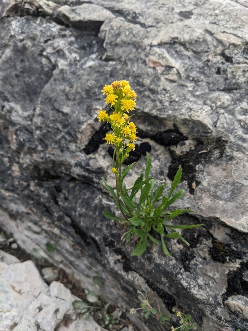 Solidago ontarioensis photo 3