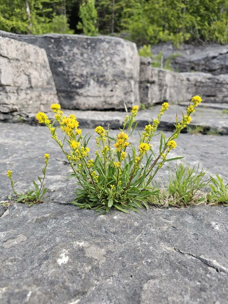 Solidago ontarioensis photo 4