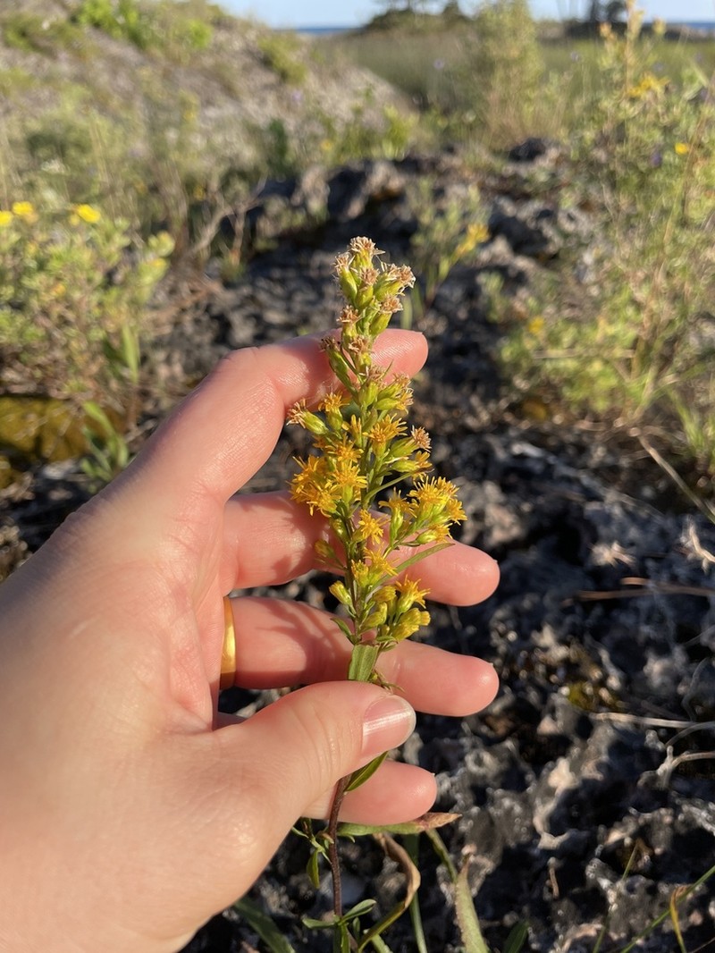 Solidago ontarioensis photo 5
