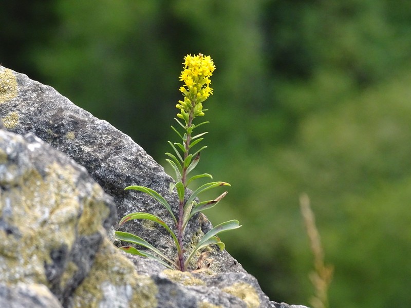 Solidago ontarioensis photo 6