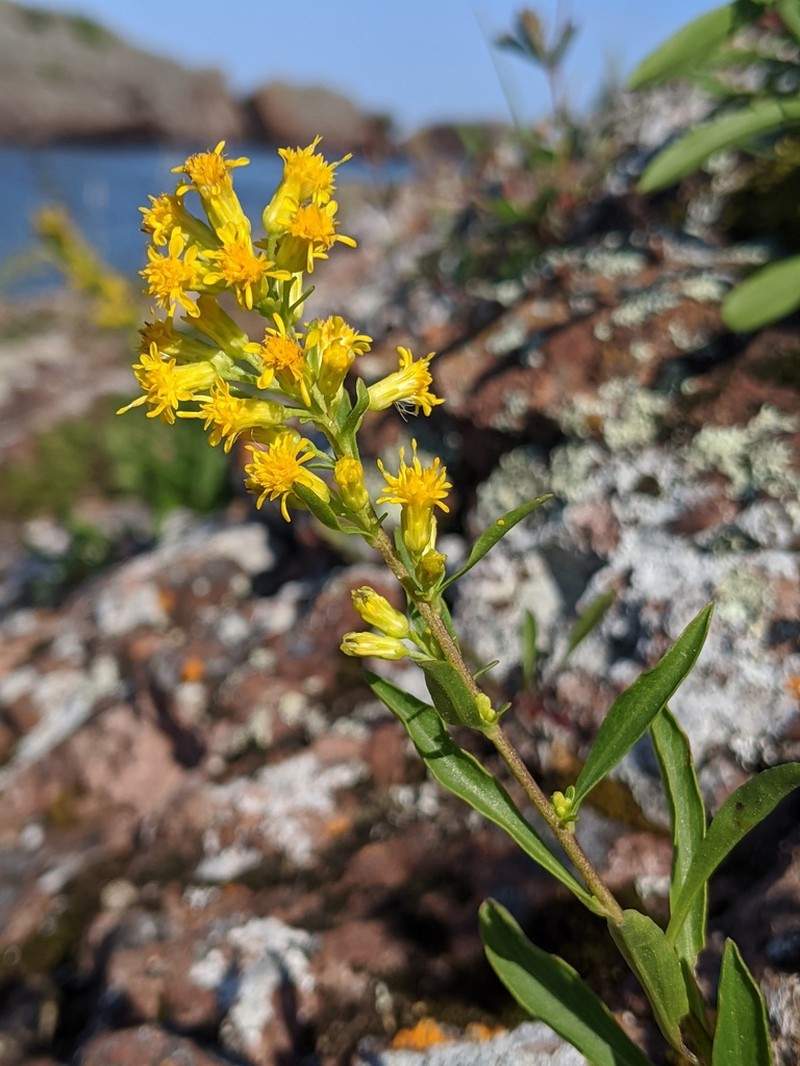 Solidago ontarioensis photo 7