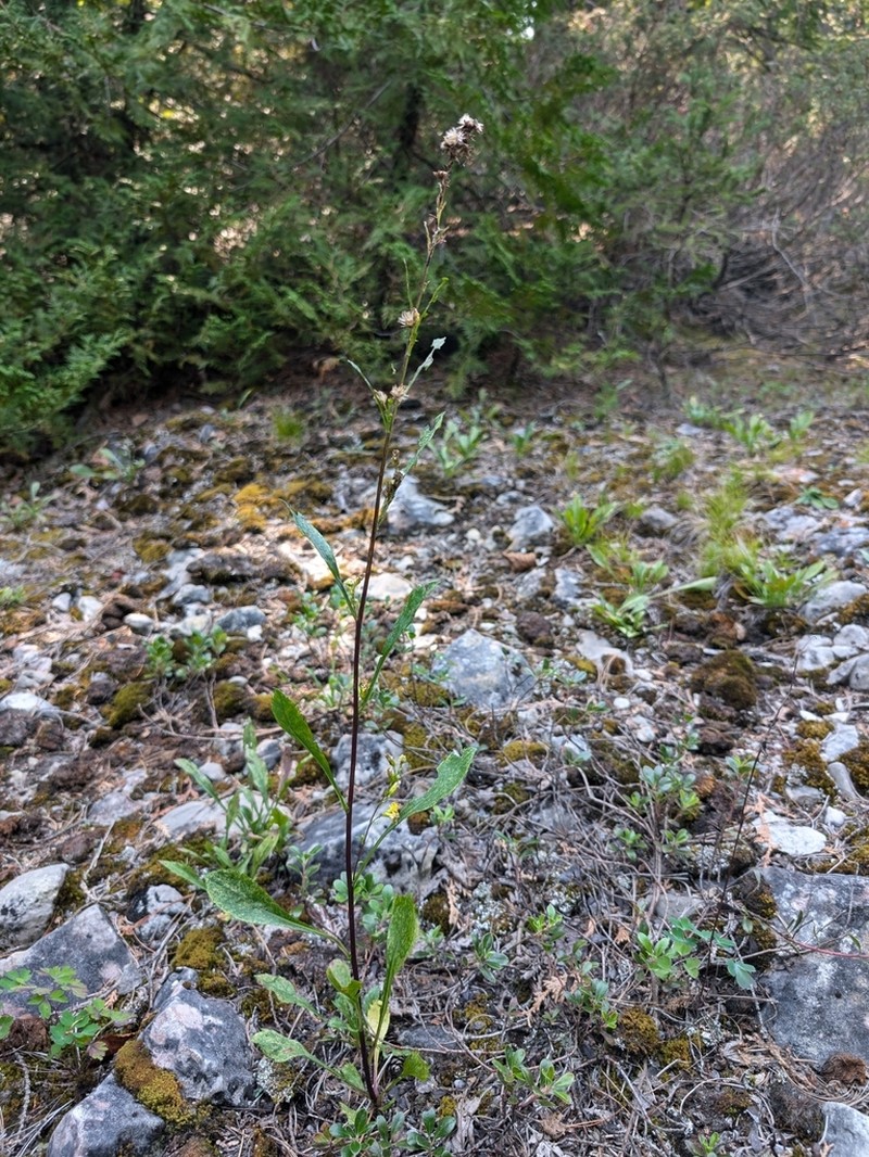 Solidago ontarioensis photo 8