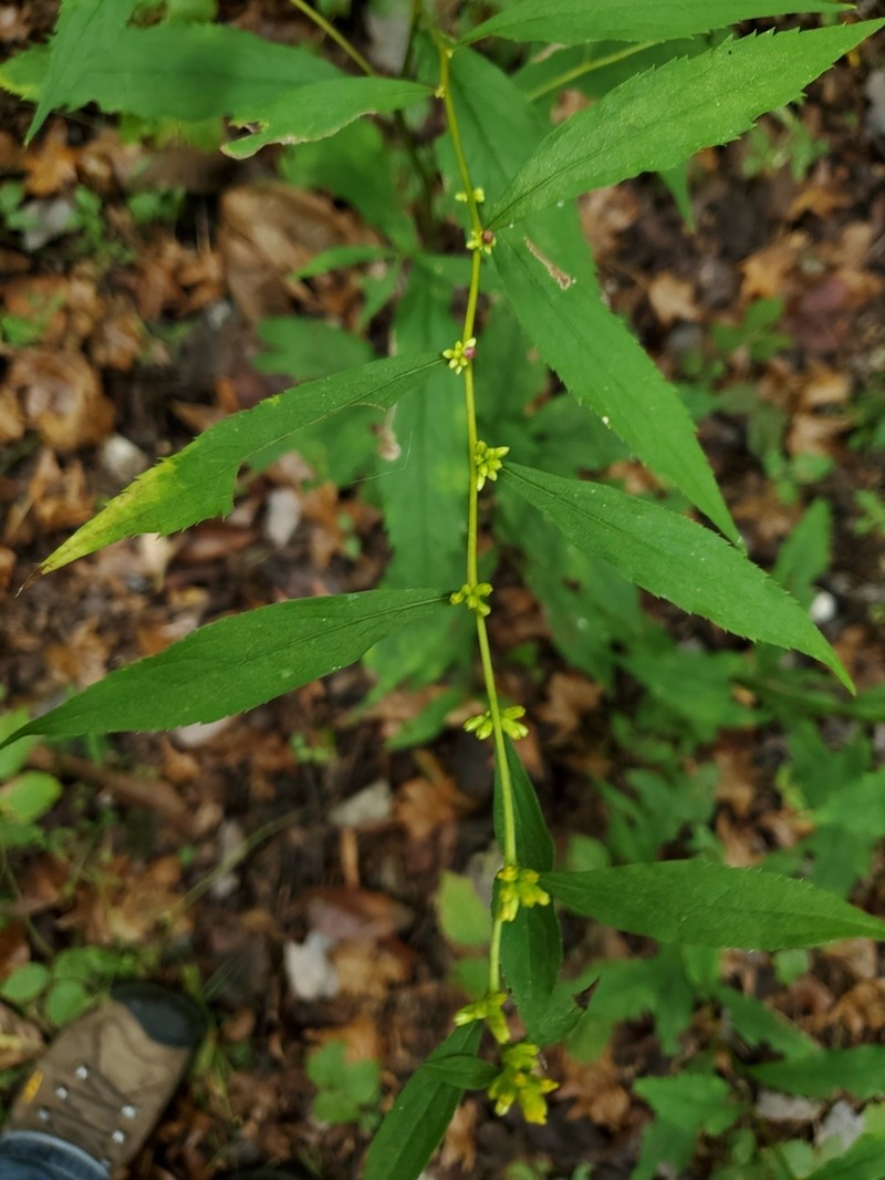 Ouachita Mountain Goldenrod photo 2