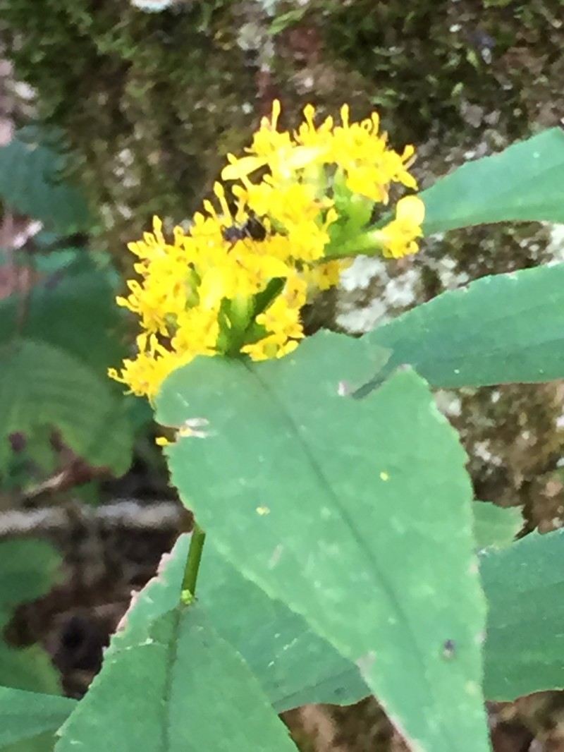 Ouachita Mountain Goldenrod photo 3