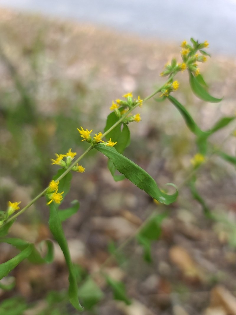 Ouachita Mountain Goldenrod photo 4