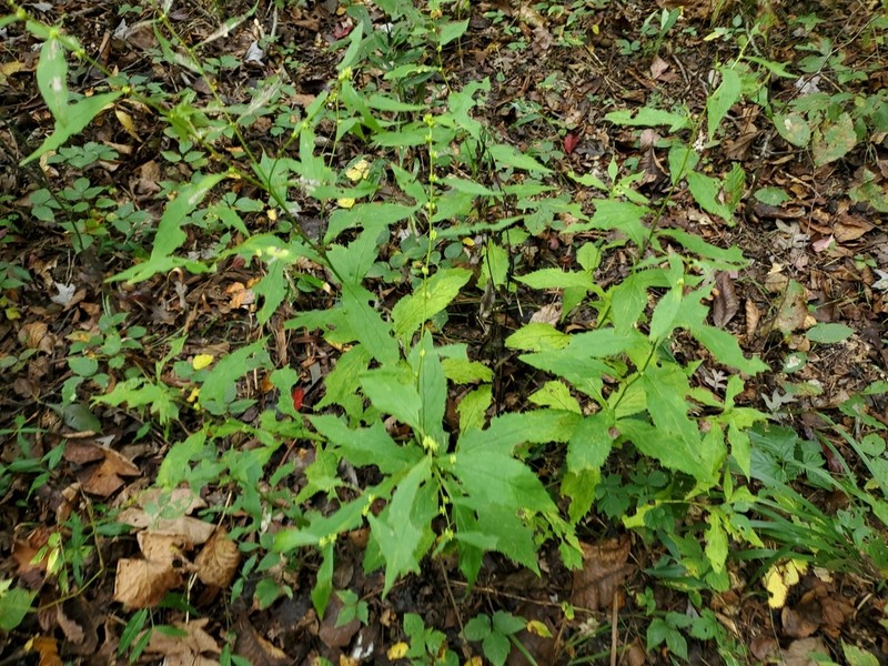 Ouachita Mountain Goldenrod photo 5