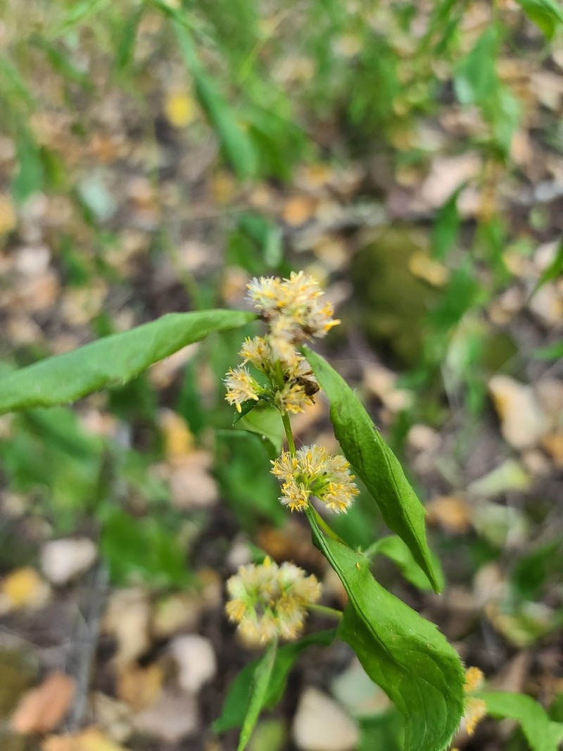 Ouachita Mountain Goldenrod photo 6