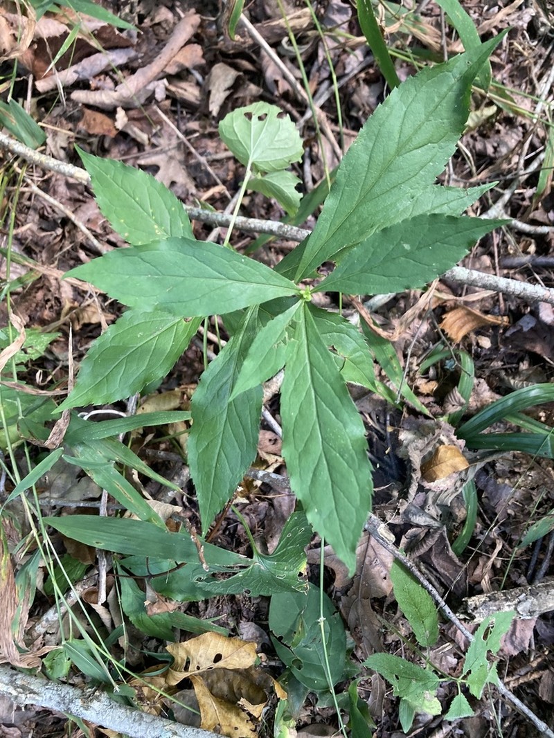 Ouachita Mountain Goldenrod photo 7