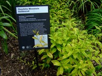 Ouachita Mountain Goldenrod