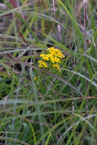 Solidago pacifica