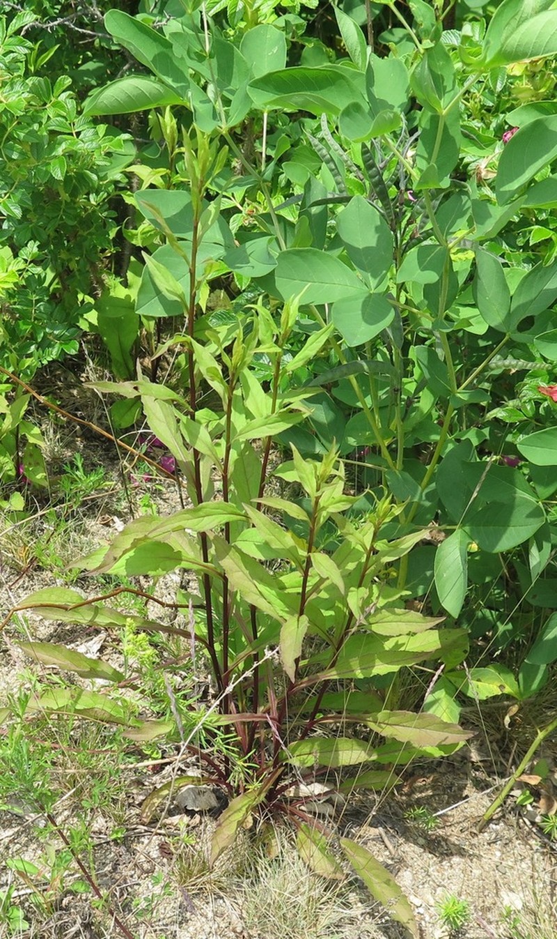 Solidago pacifica photo 2