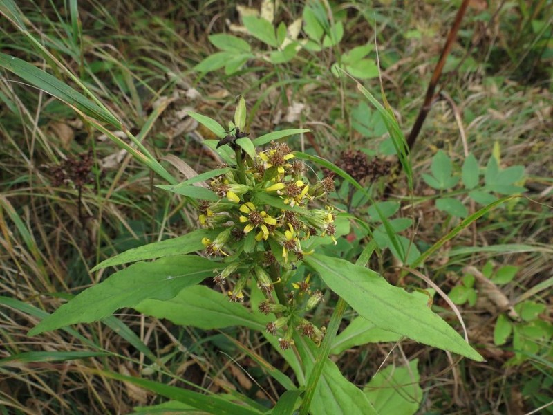 Solidago pacifica photo 4