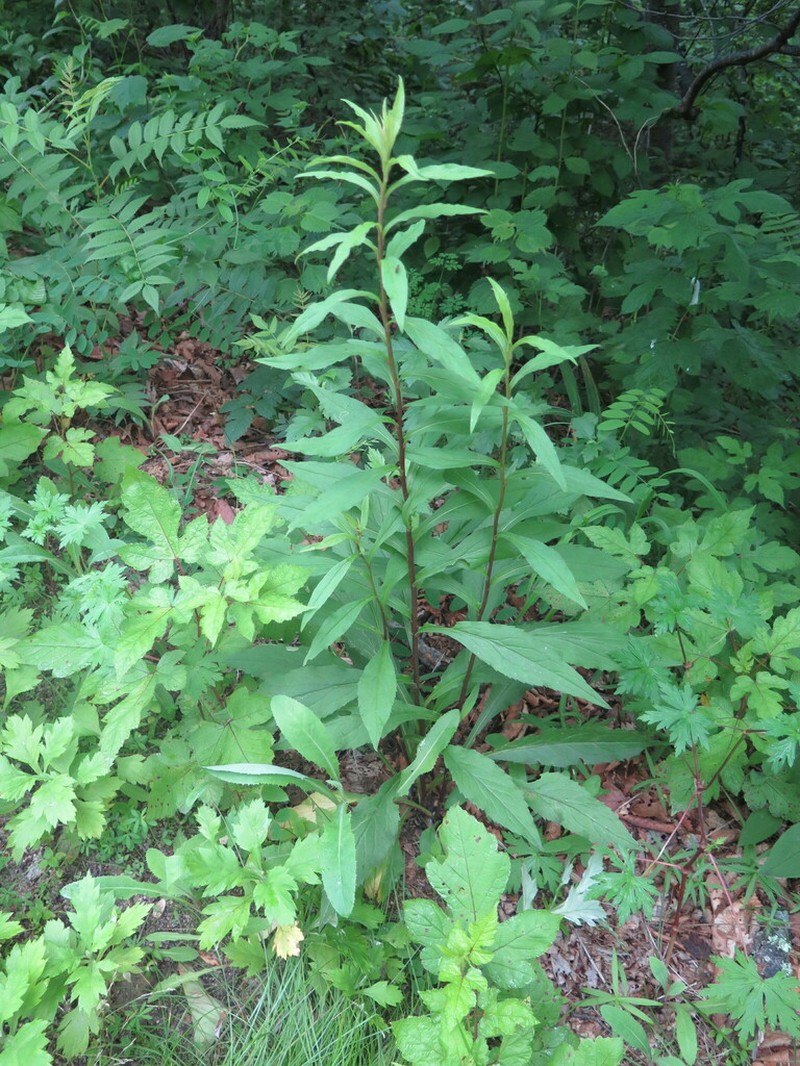 Solidago pacifica photo 5