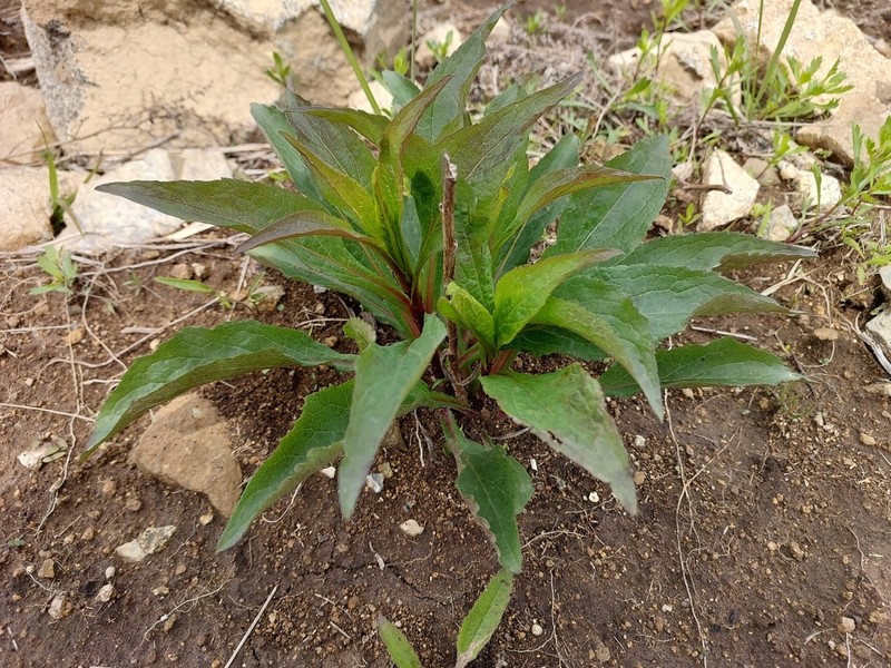 Solidago pacifica photo 6