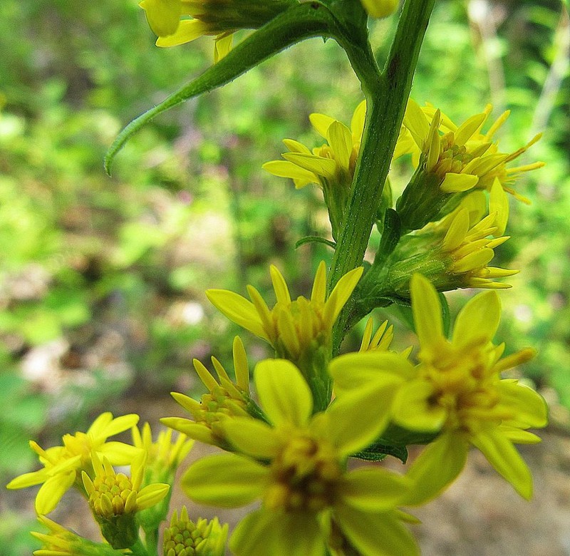Solidago pacifica photo 7