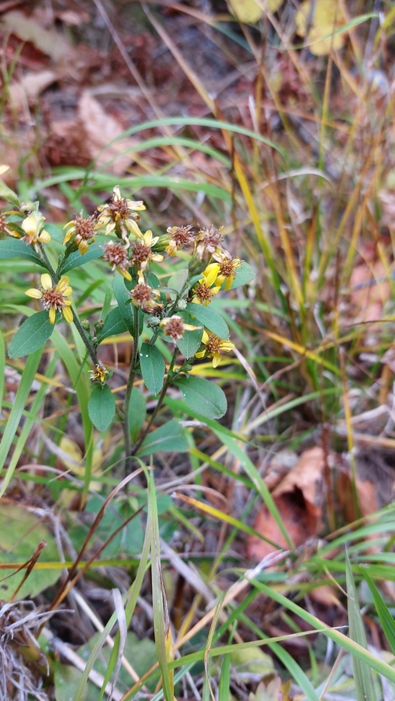 Solidago pacifica photo 8