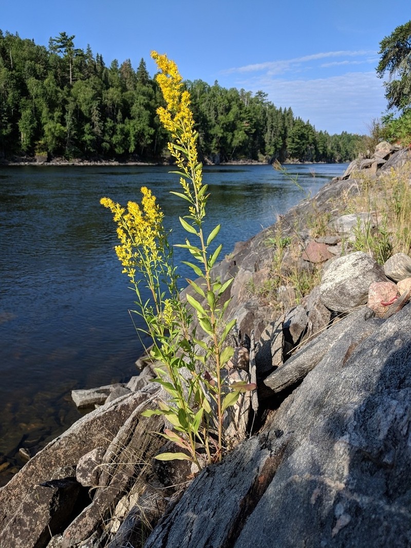 Solidago pallida