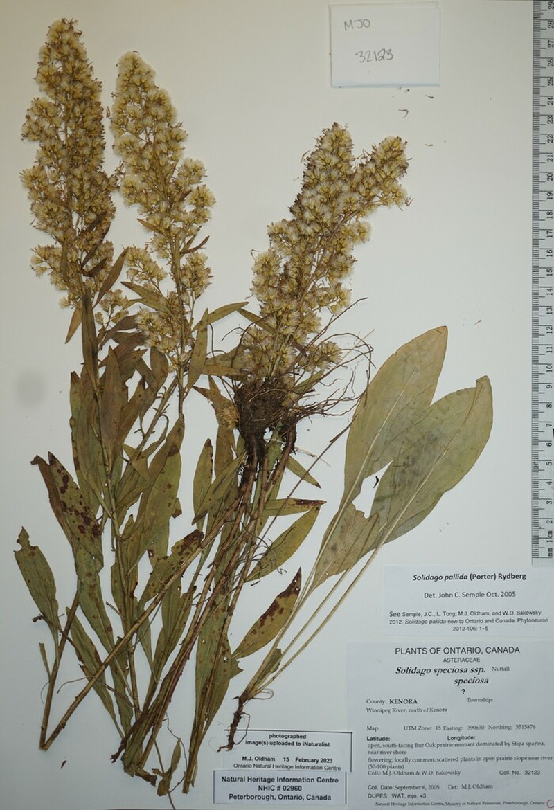 Solidago pallida photo 2