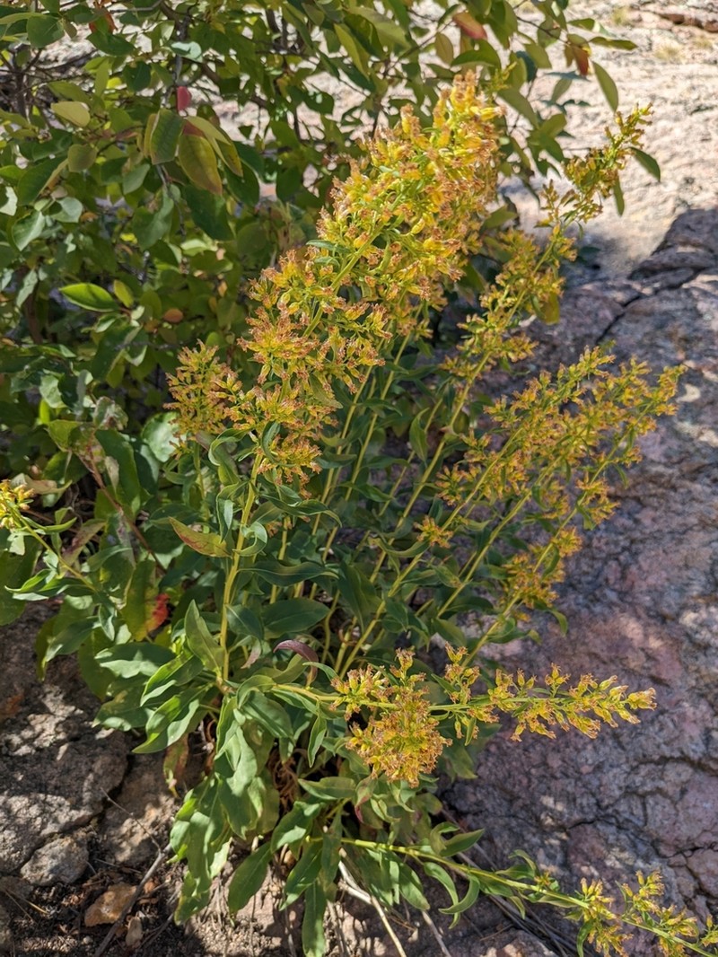 Solidago pallida photo 3