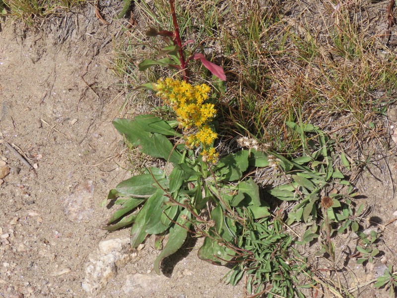 Solidago pallida photo 4