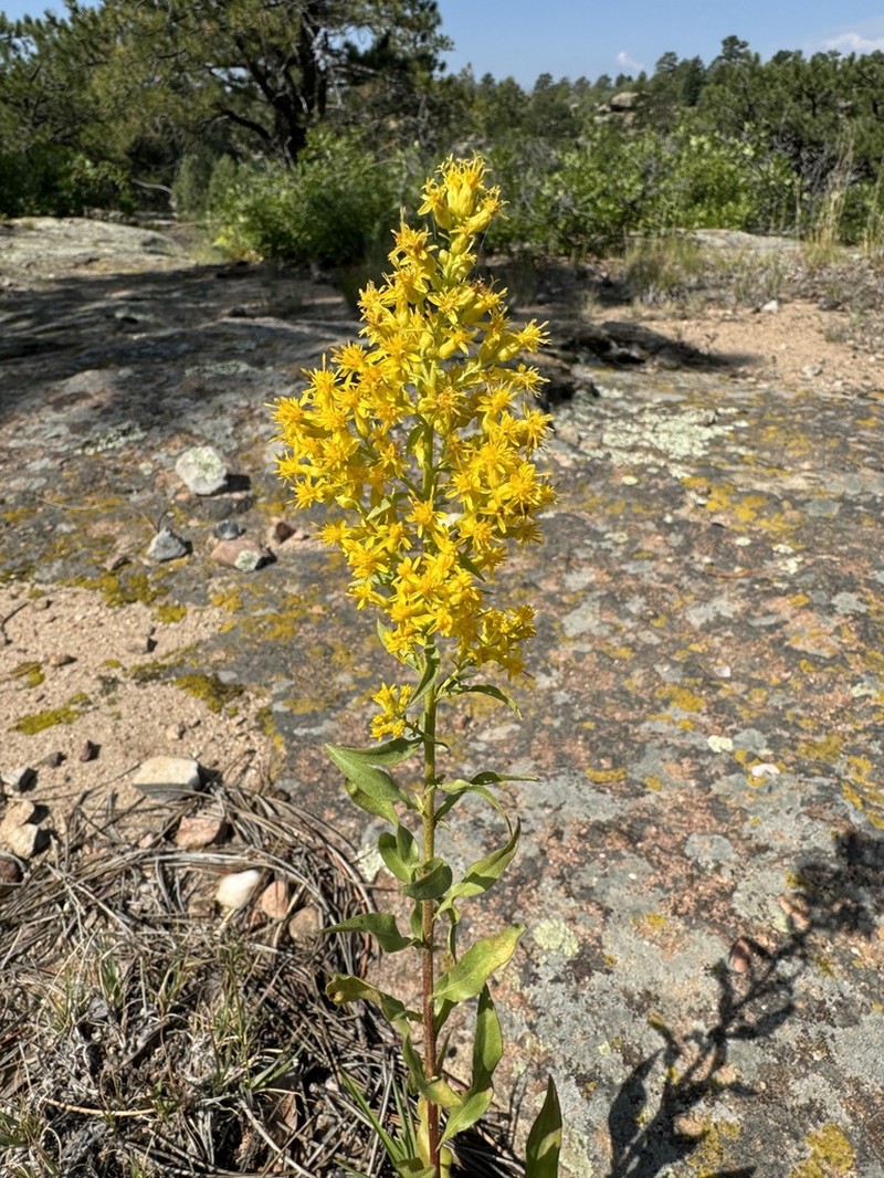 Solidago pallida photo 5