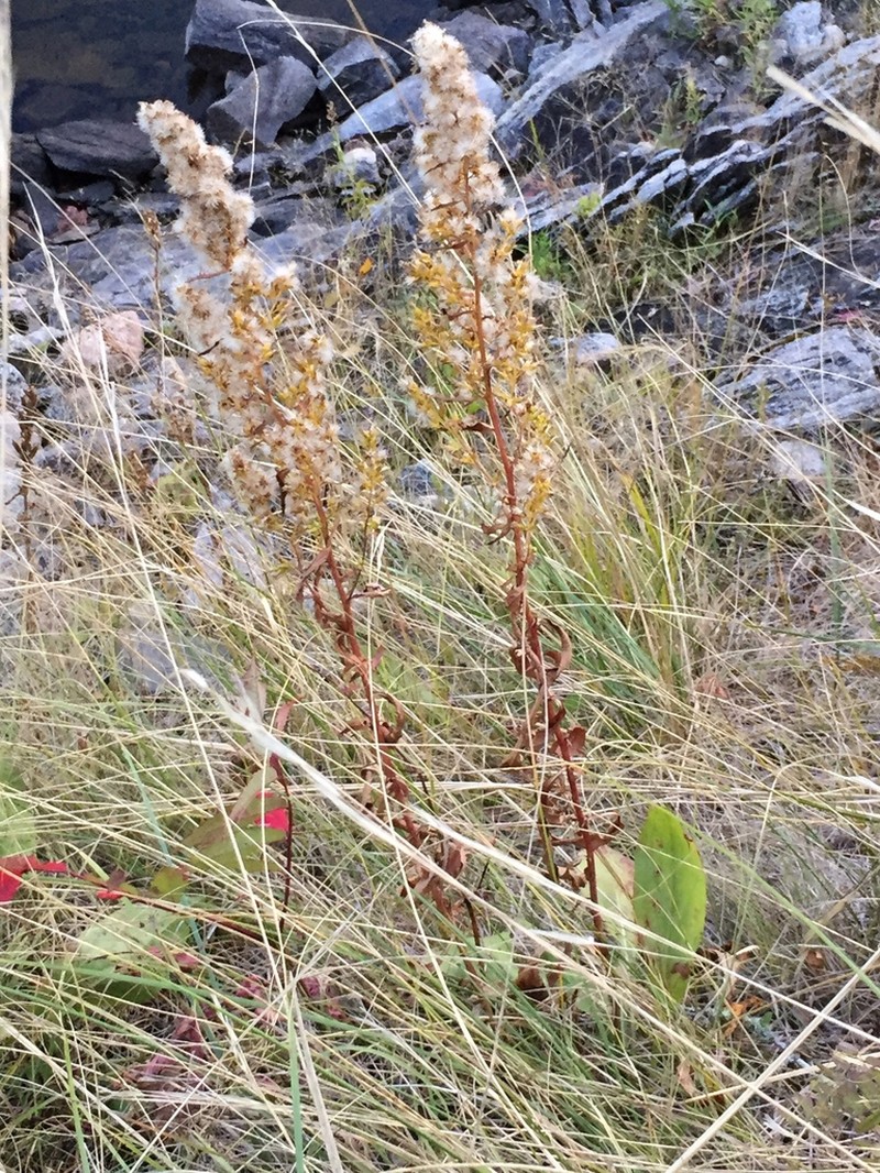 Solidago pallida photo 6