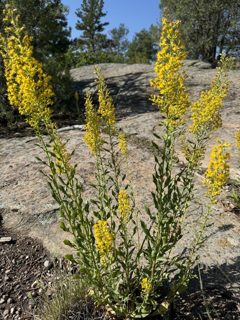 Solidago pallida photo 7