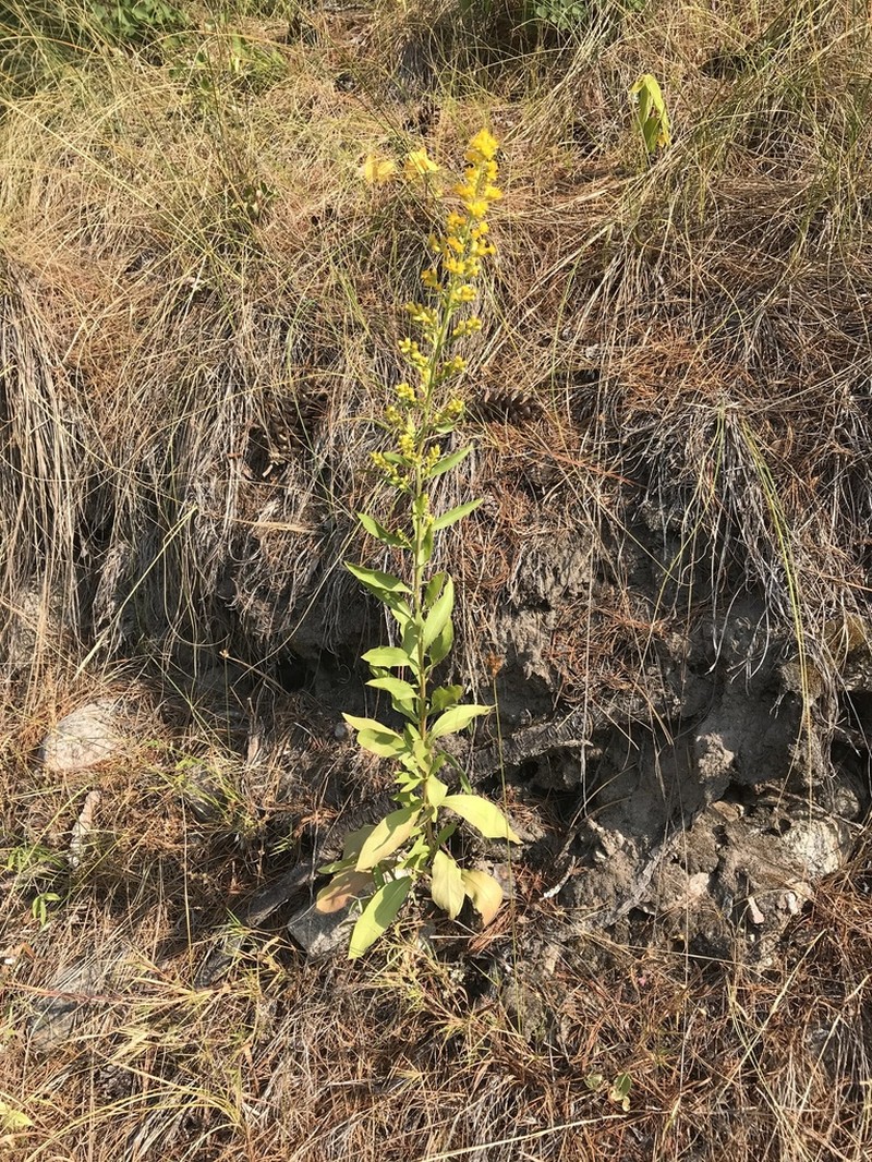 Solidago pallida photo 8