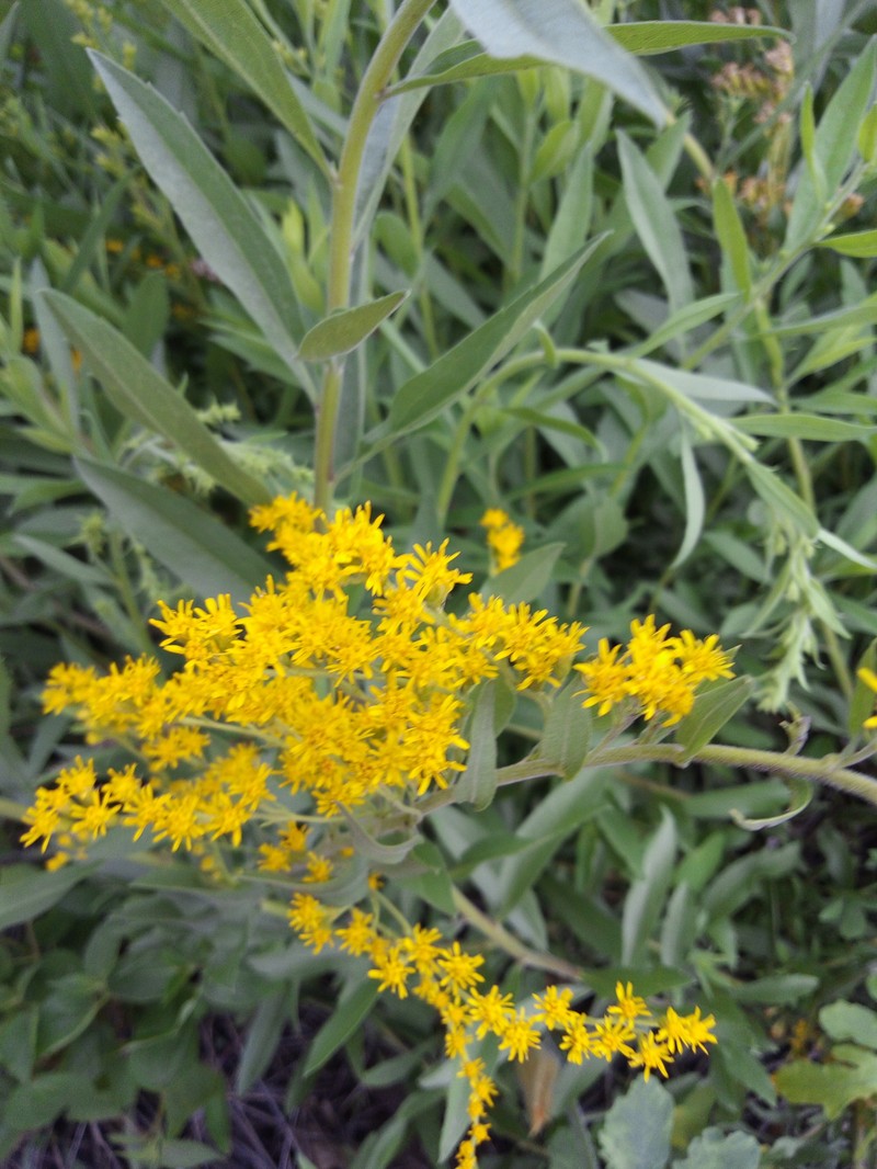 Solidago paniculata photo 2