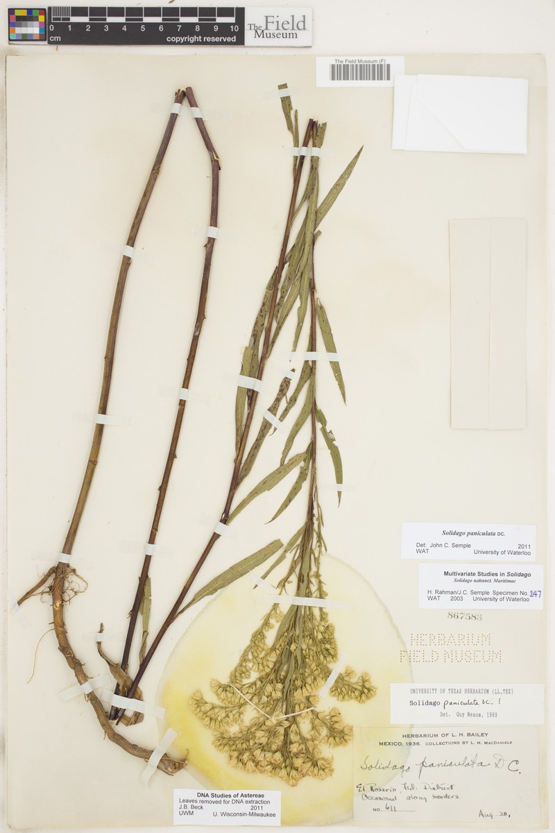 Solidago paniculata photo 3