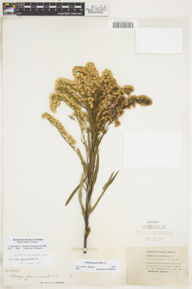 Solidago paniculata photo 4