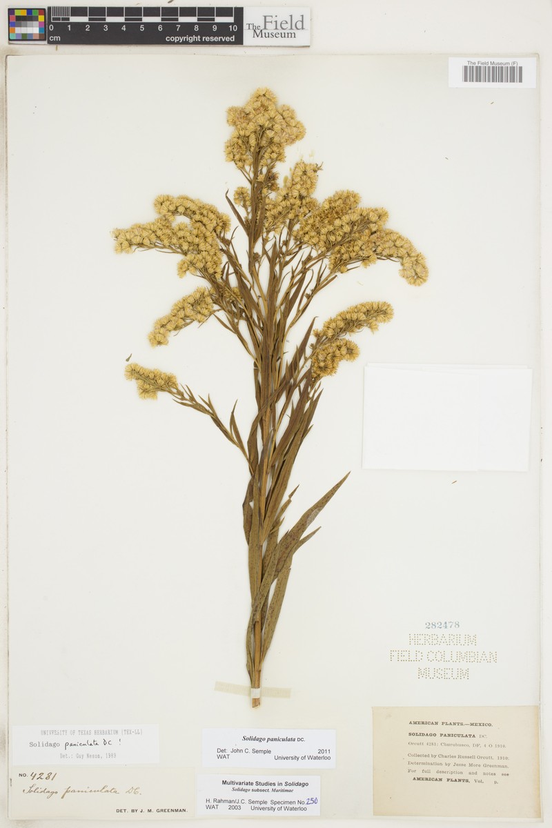 Solidago paniculata photo 5