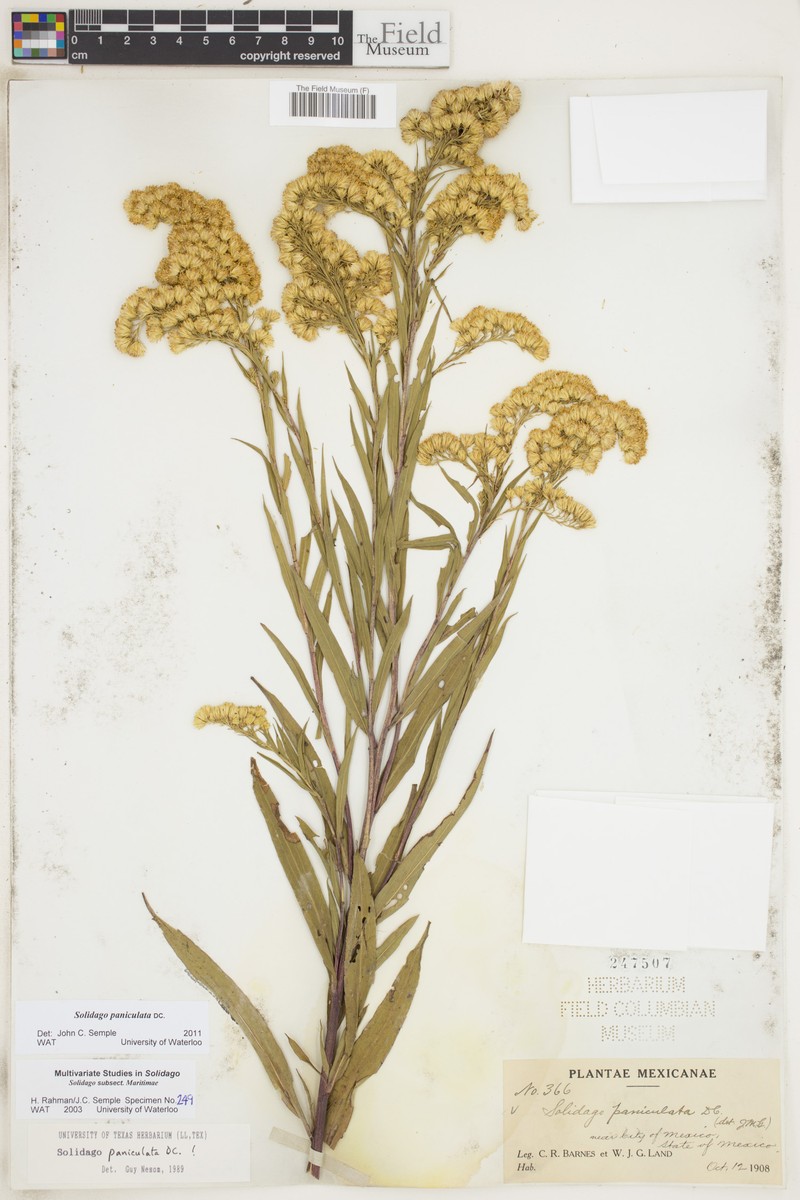 Solidago paniculata photo 6