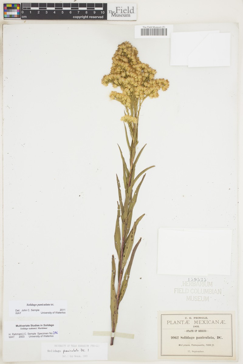 Solidago paniculata photo 7