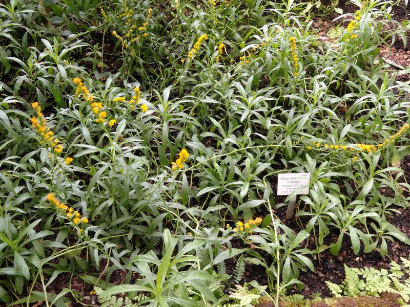 Solidago patagonica
