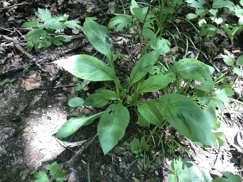 Roundleaf Goldenrod photo 2