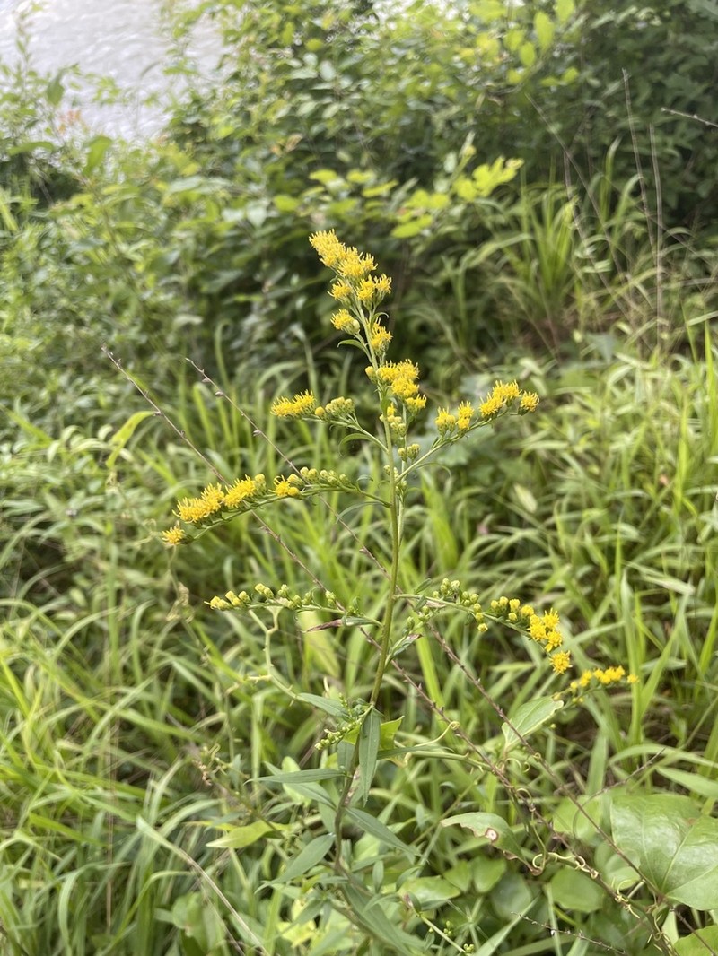 Roundleaf Goldenrod photo 3