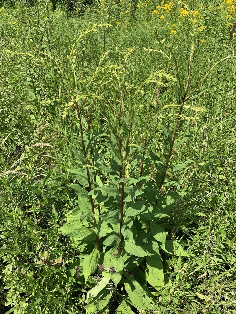 Roundleaf Goldenrod photo 4
