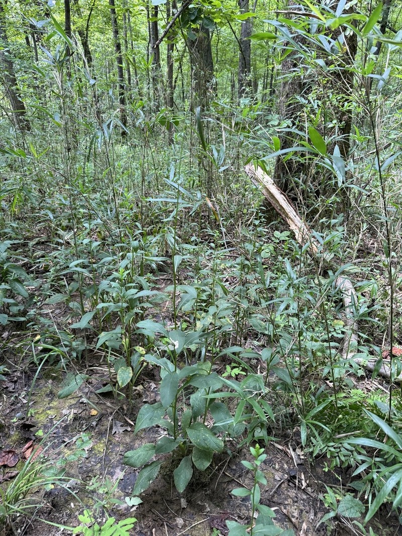 Roundleaf Goldenrod photo 6